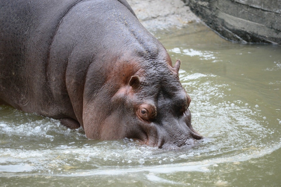 Conmoción en La Plata por la muerte de Hipólito, el hipopótamo del Bioparque