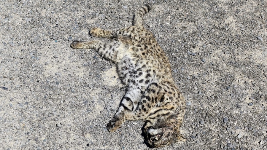 Encontraron un gato montés sin vida en Ensenada: creen que pudo ser atropellado