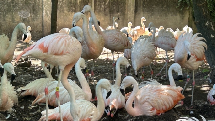 No pasaba desde 2016: el Bioparque de La Plata celebró el nacimiento de 7 flamencos