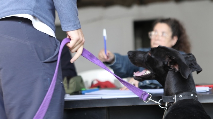 Despliegan en La Plata operativos veterinarios gratuitos en Altos de San Lorenzo y Lisandro Olmos