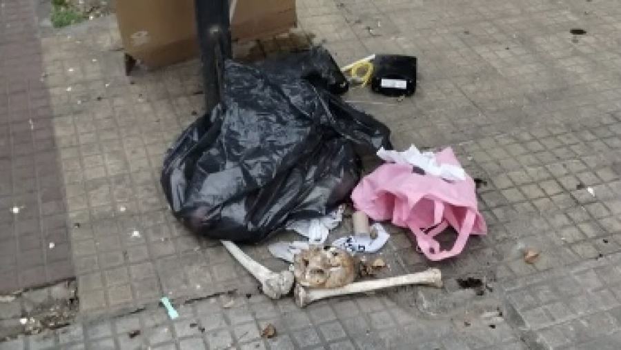 Macabro hallazgo de huesos humanos tirados en La Plata: serían de un alumno de Medicina de la UNLP