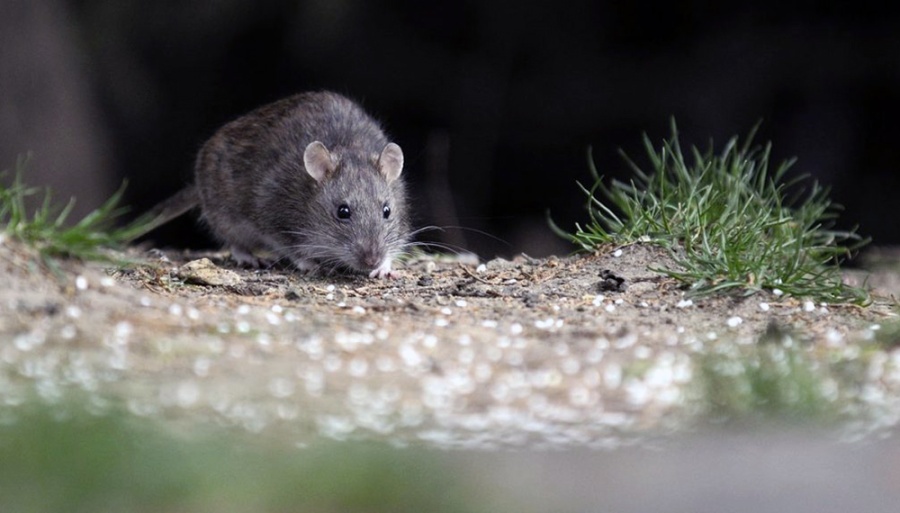 Tos, fiebre y muerte: el hantavirus ya infectó a 47 personas en 2026