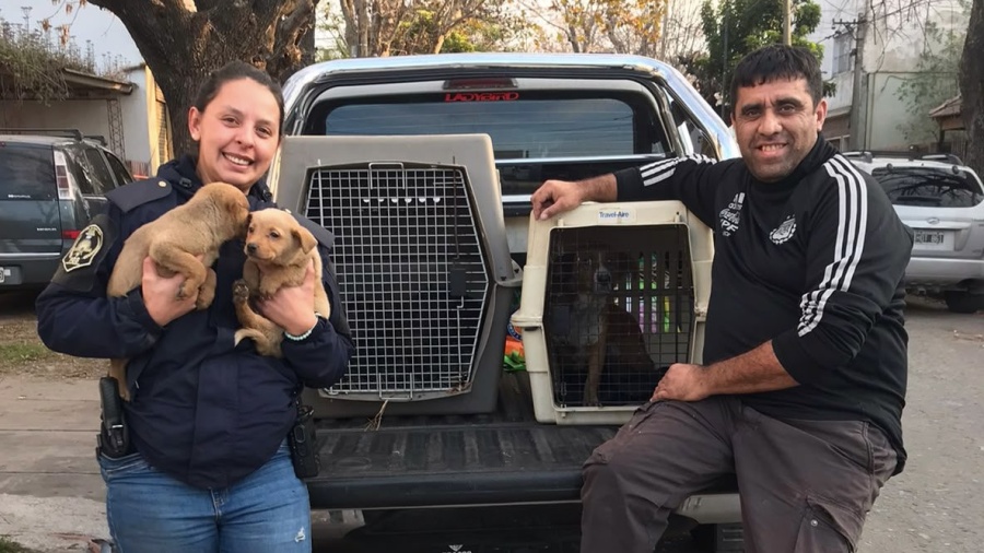 Zoonosis allanó una casa en La Plata y rescató perros en estado crítico