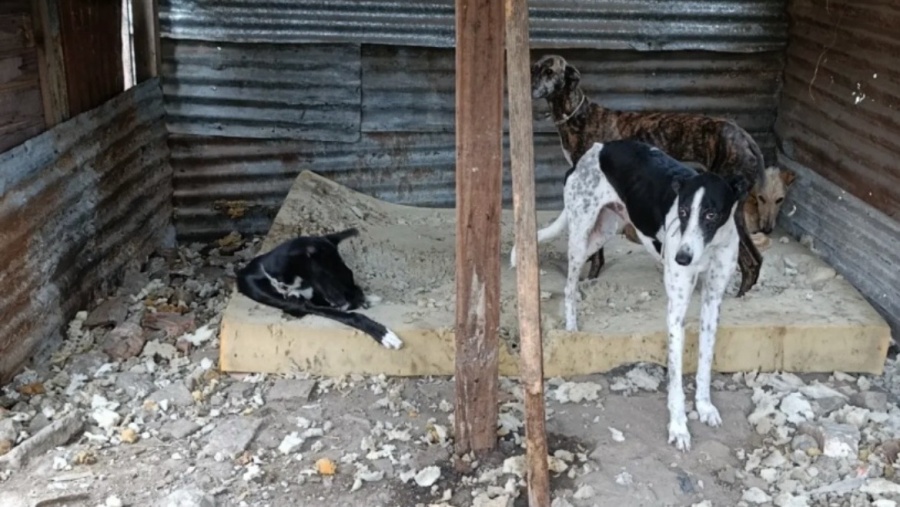 Rescataron a cinco galgos que vivían hacinados y desnutridos en una jaula en La Plata