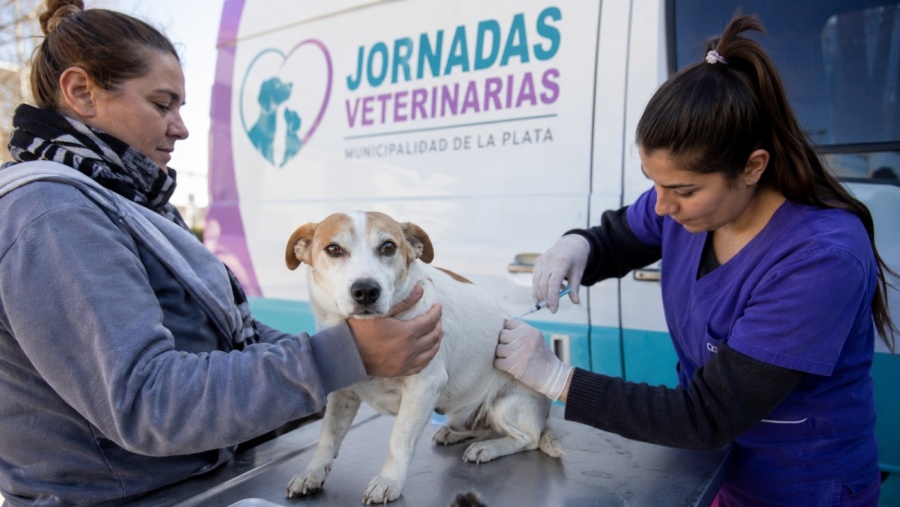 La Plata tendrá nuevas jornadas veterinarias con vacunación antirrábica y castraciones gratuitas