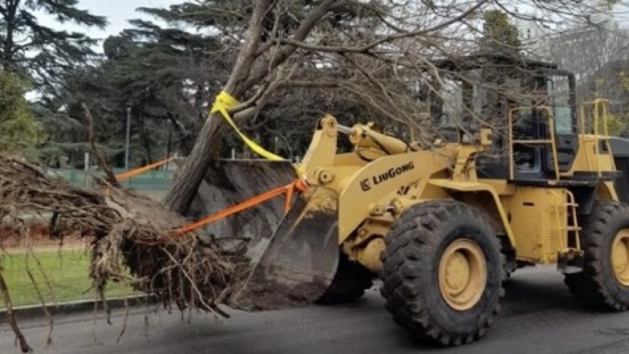 Misterio por los árboles que retiran del Parque Saavedra de La Plata: qué dice el proyecto y qué pasará con los ejemplares
