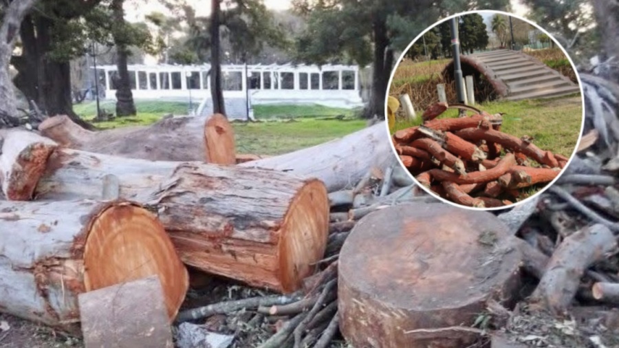 “Están haciendo un desastre”: vecinos de La Plata cuestionan el desarme del histórico puente y la tala en el Parque Saavedra