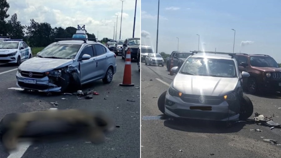 Una chancha se metió en la Autopista La Plata-Buenos Aires y provocó un choque en cadena entre cuatro autos