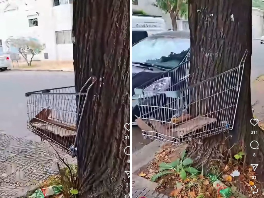 Postales de La Plata: El carrito que se cansó del supermercado y se fue a vivir al árbol