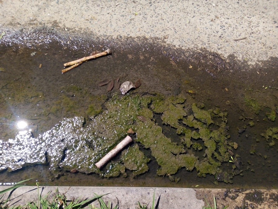 Vecinos de 62 y 144, reclamaron por un desborde cloacal: ”Es insoportable el olor”