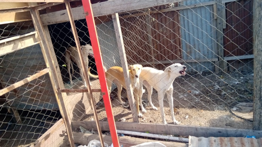 Los efectivos policiales fueron a buscar a dos perros robados y terminaron encontrando armas y municiones