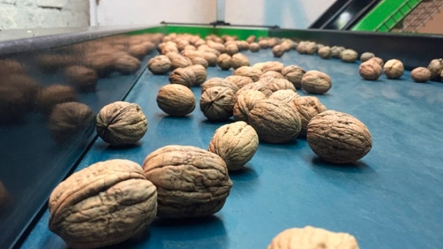 La importancia de comer nueces durante la adolescencia
