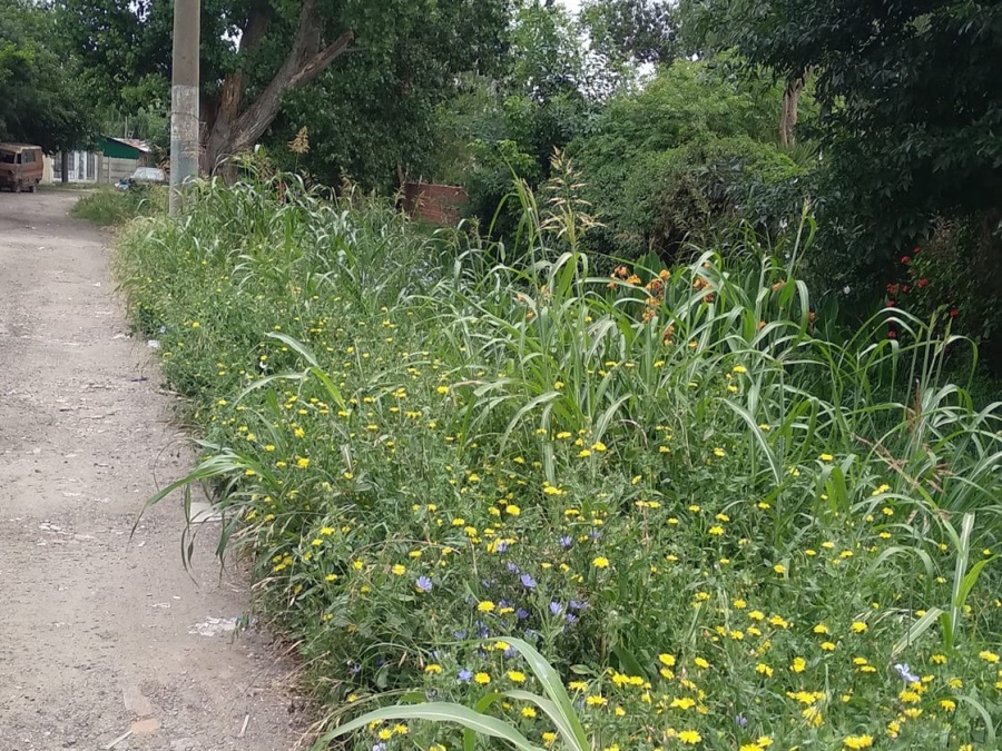 Vecinos reclaman que se corte el pasto en 146 y 55: ”Falta mantenimiento en el barrio”