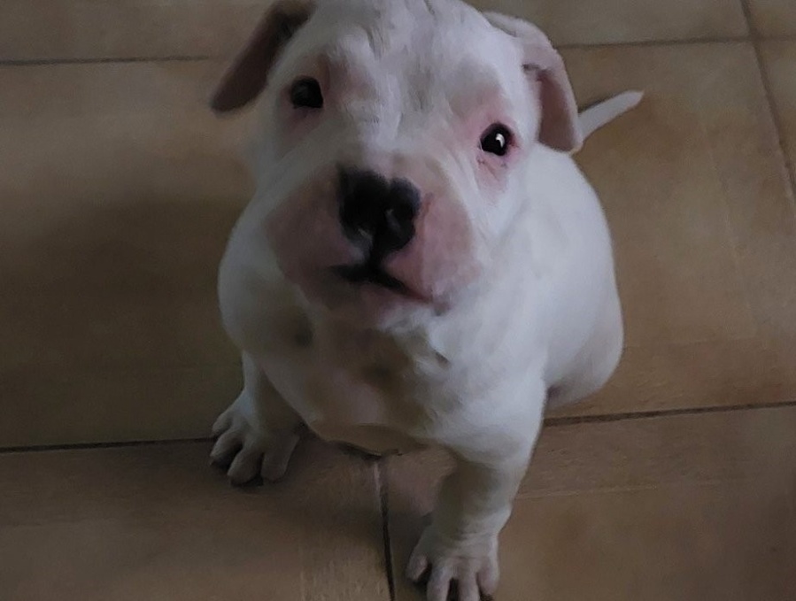 “Gordito batata”: una joven pidió que le recomienden nombres para el nuevo integrante de su familia y se hizo viral