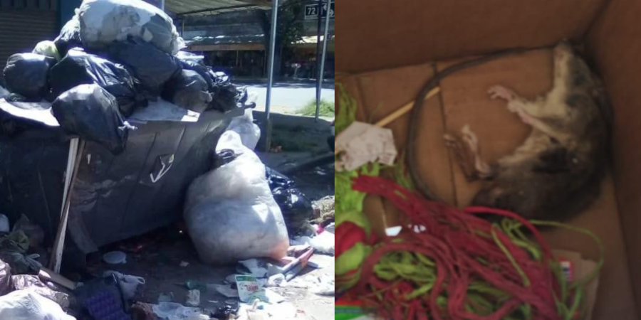 Basurales en plena calle generaron invasión de ratas en Altos de San Lorenzo