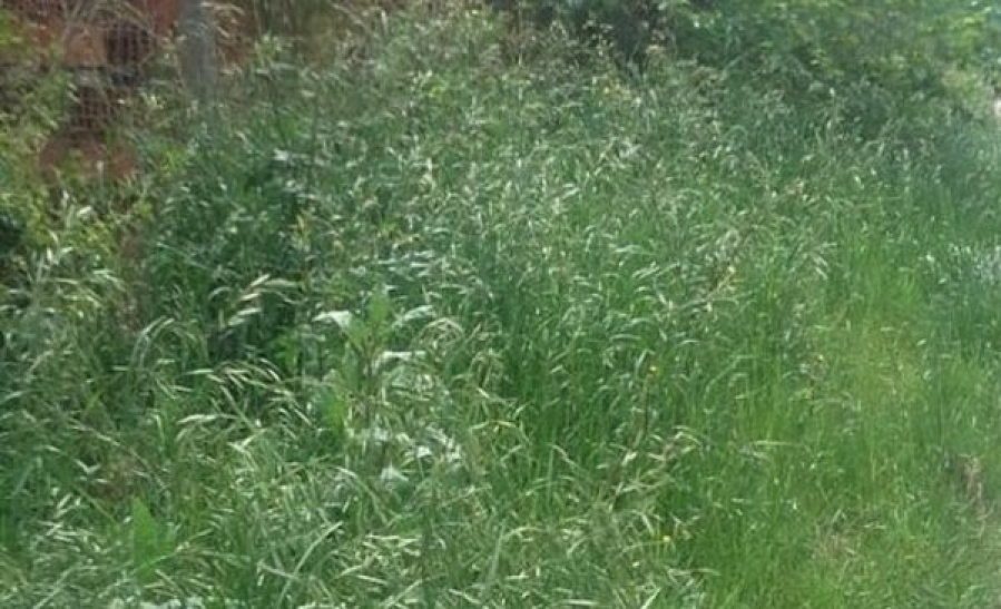 Vecinos denunciaron que hace meses no cortan el pasto en 52 y 133