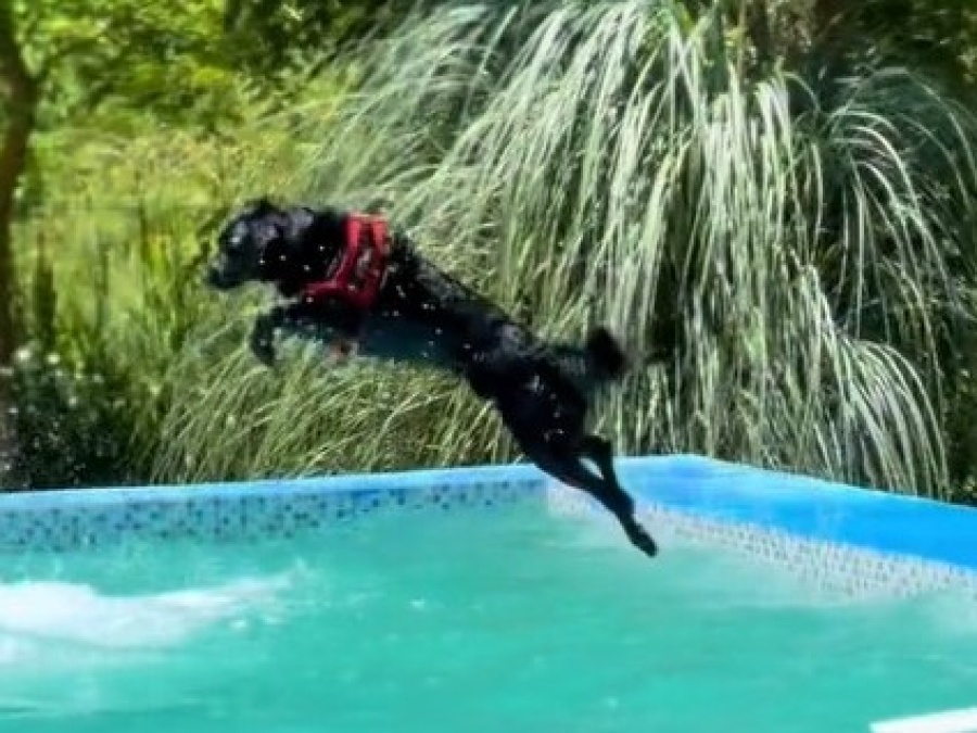 Un joven platense fingió ahogarse en la pileta y la reacción de su perro lo dejó sin palabras: ”Amor del bueno”