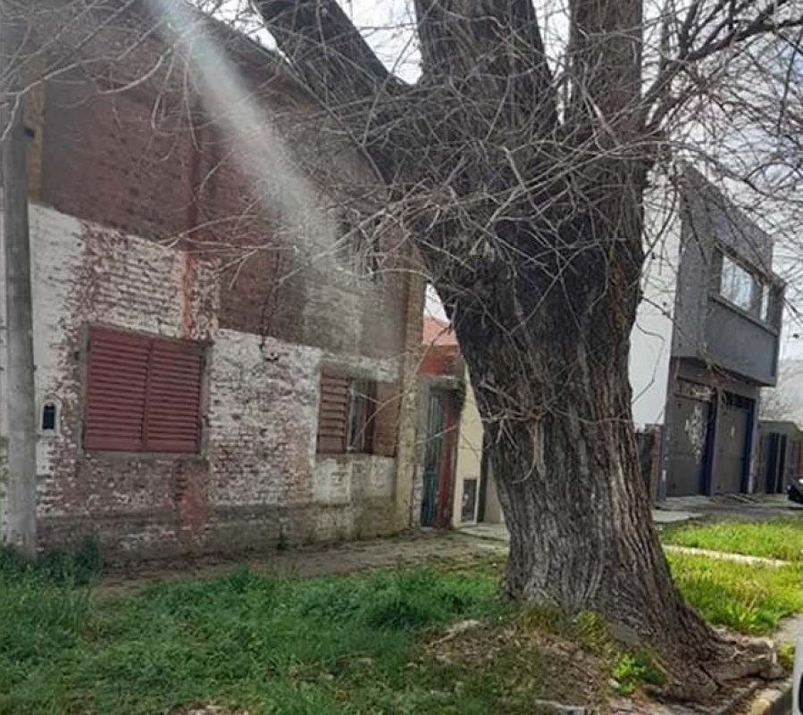 En Barrio Hipódromo piden urgente la extracción de un enorme árbol que está a punto de caerse