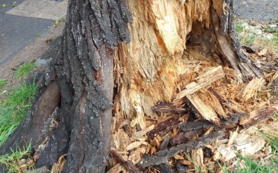 En Villa Elvira solicitan la remoción urgente de un árbol: ”Puede caerse en cualquier momento”