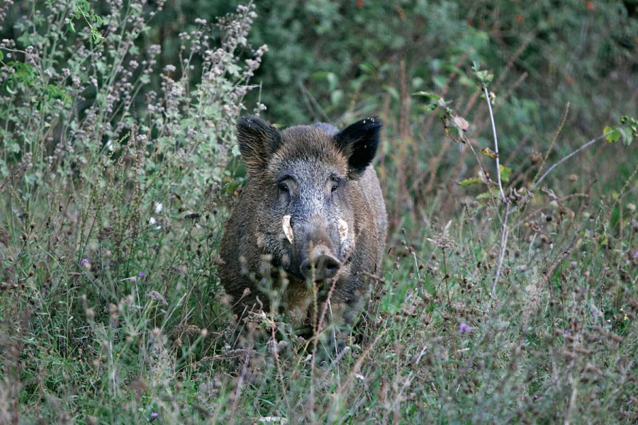 Habilitan la caza sin límites de jabalíes en Corrientes por considerarlos una plaga