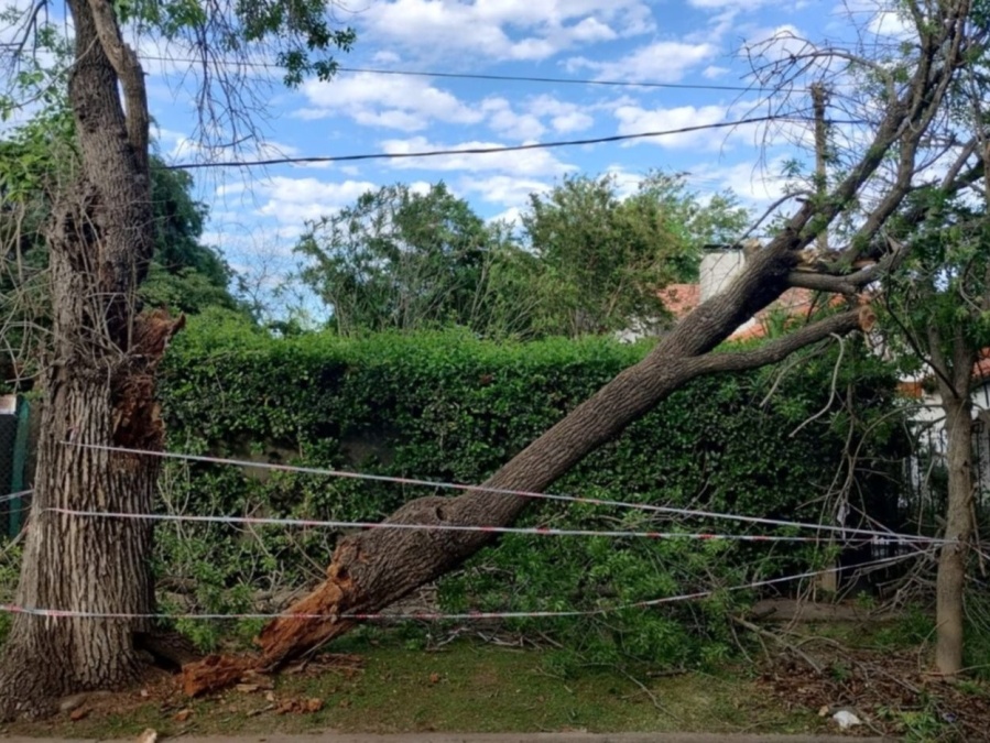 En City Bell, reclamaron por un árbol caído: “Es un peligro”