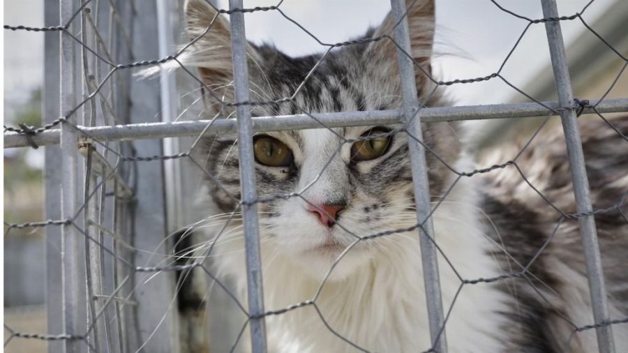 Terror en la zona de 16 y 39 por un envenenador de gatos