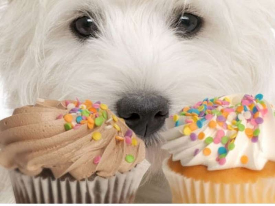 Los 20 alimentos prohibidos para tu perro