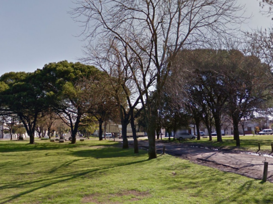 Habrá 50 nuevos inspectores en La Plata para controlar el arbolado público