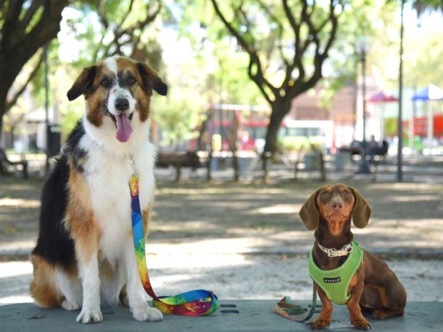 Este miércoles se realizará una nueva jornada de castración en Villa Elisa