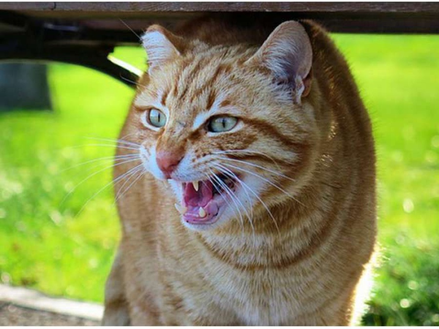 Las 6 cosas que los gatos odian de los humanos