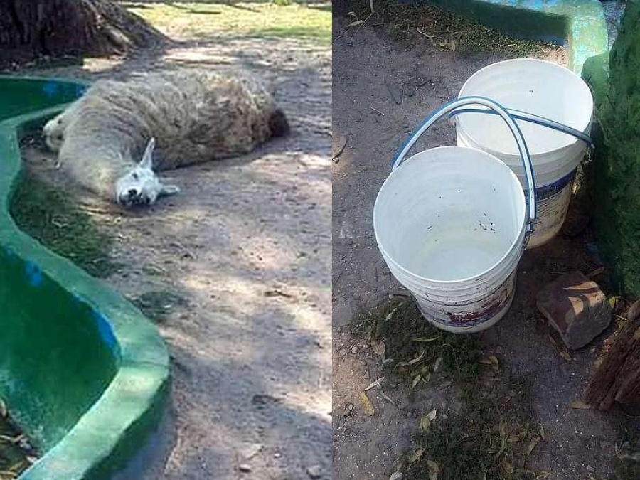Denuncian maltrato animal en la República de los Niños: las llamas sin agua y tiradas en el piso con 44.5º de térmica
