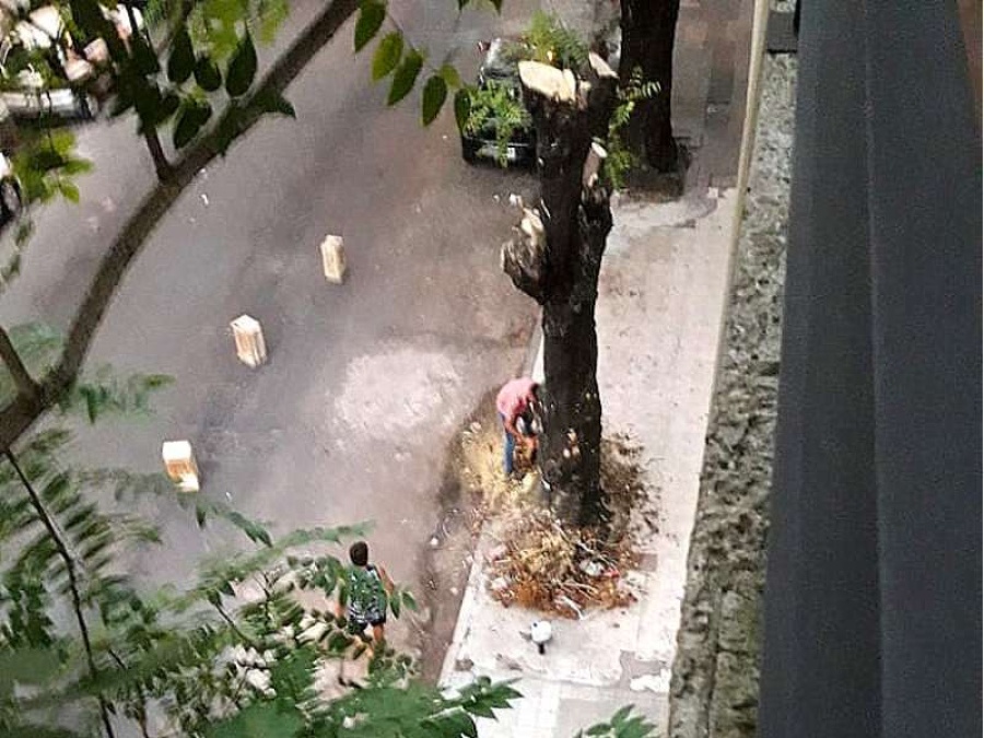 En La Plata quitaron un árbol para el estreno de un restaurant 