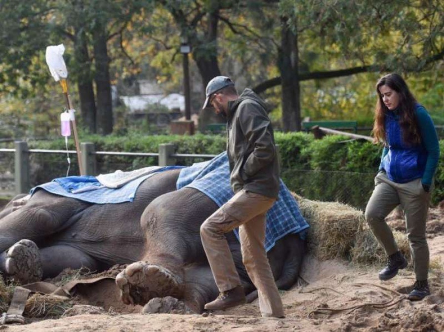 Tras la muerte de Pelusa, el Zoo de La Plata sigue cerrado y con los animales abandonados 