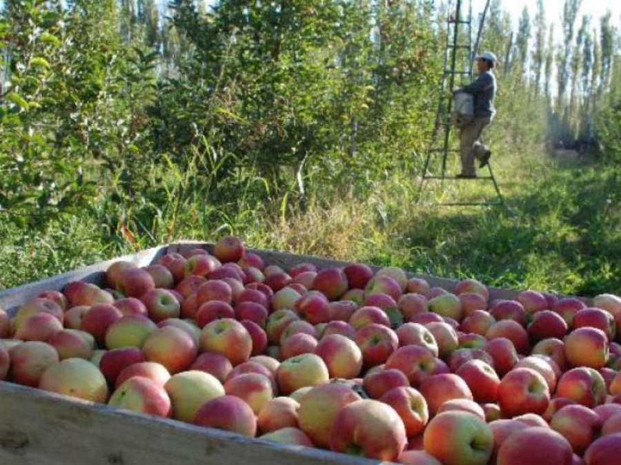 Brasil suspendió el ingreso de peras y manzanas de la Argentina