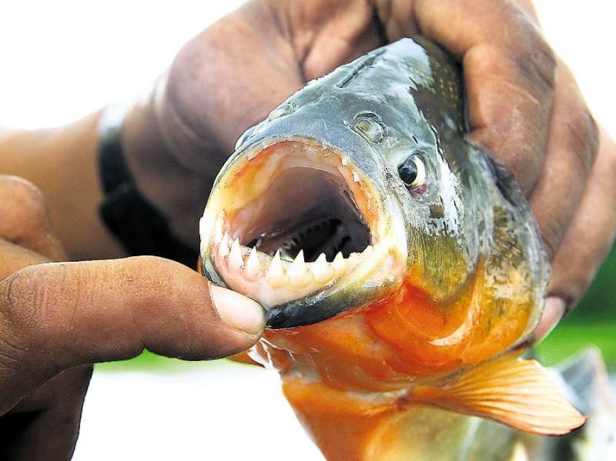 Volvieron las palometas a Rosario y ya dejaron tres heridos