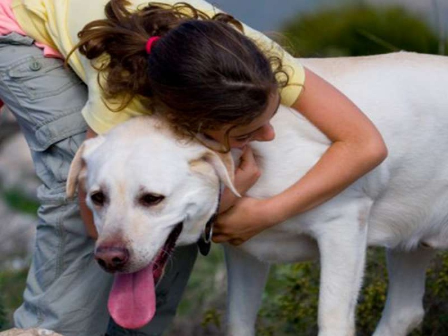 Buscan personas que quieran cobrar por abrazar perros