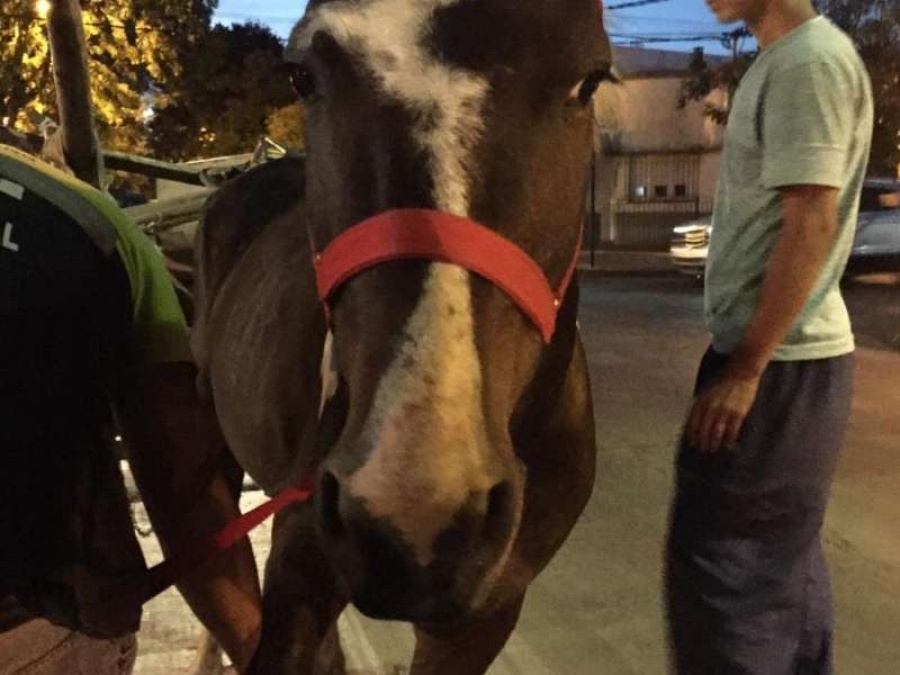 ”Manchita” libre: las mejores fotos de un nuevo caballo rescatado en La Plata