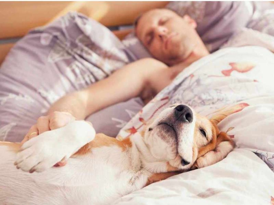 Lo dice la ciencia: es mejor dormir con tu mascota que con tu pareja