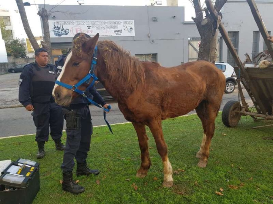 En medio de su lucha contra la tracción a sangre, Garro dignifica a los cartoneros
