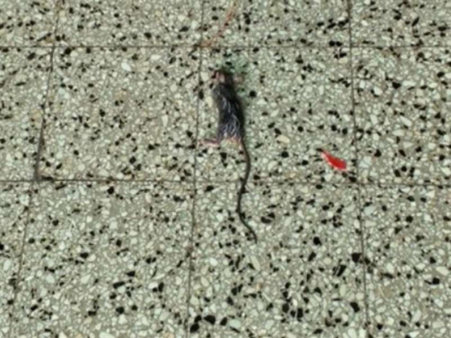 Las ratas avanzan en una escuela de Barrio Hipódromo