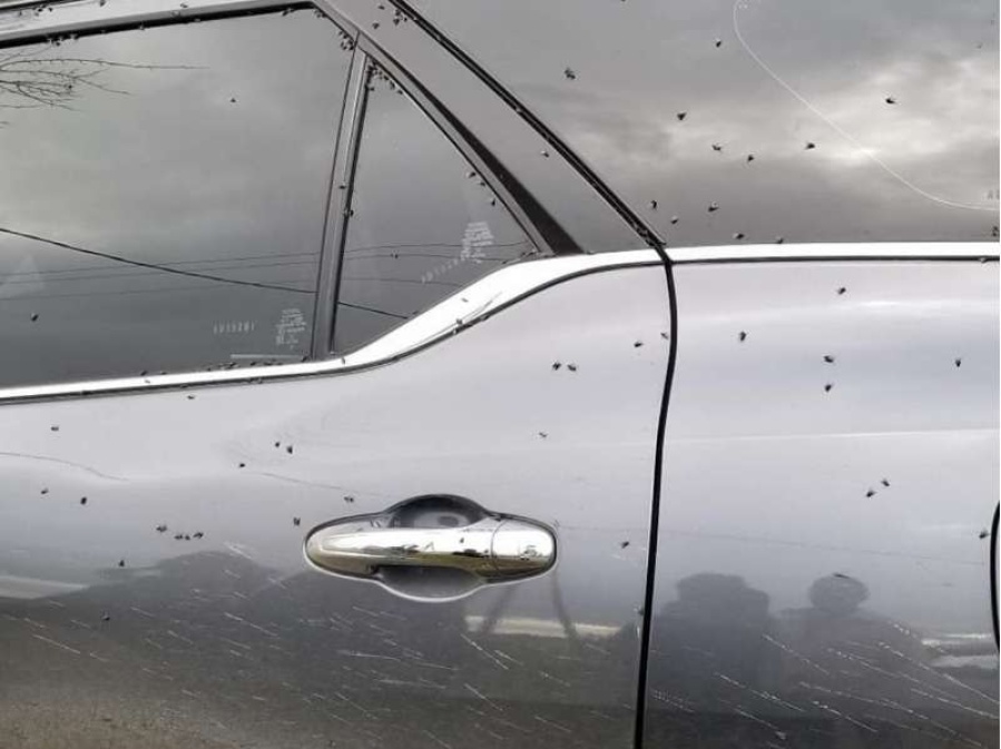 Un barrio de La Plata está siendo azotado por una invasión de moscas