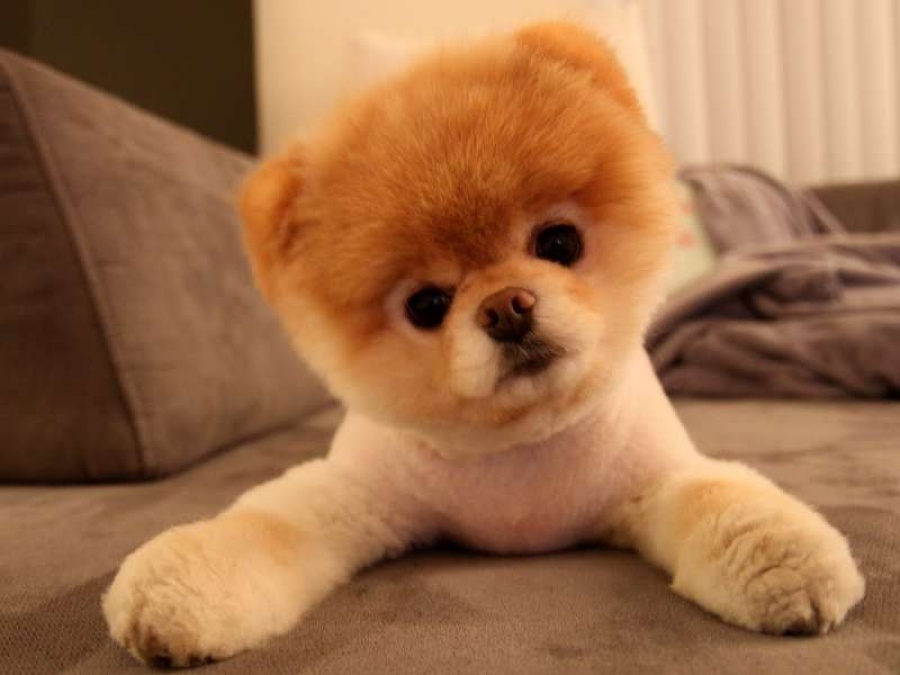 Científicos descubren por qué los perros nos provocan ternura