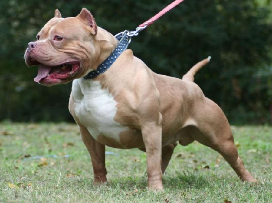 Dos pitbull mordieron a un hombre hasta matarlo