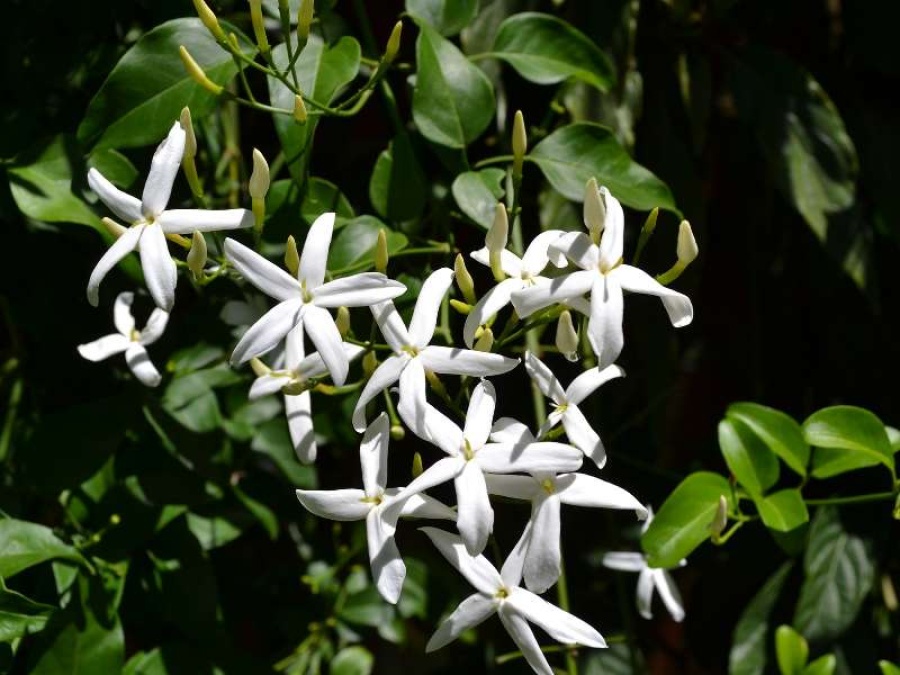 Dormir con una planta de jazmín en tu cuarto podría mejorar tu vida