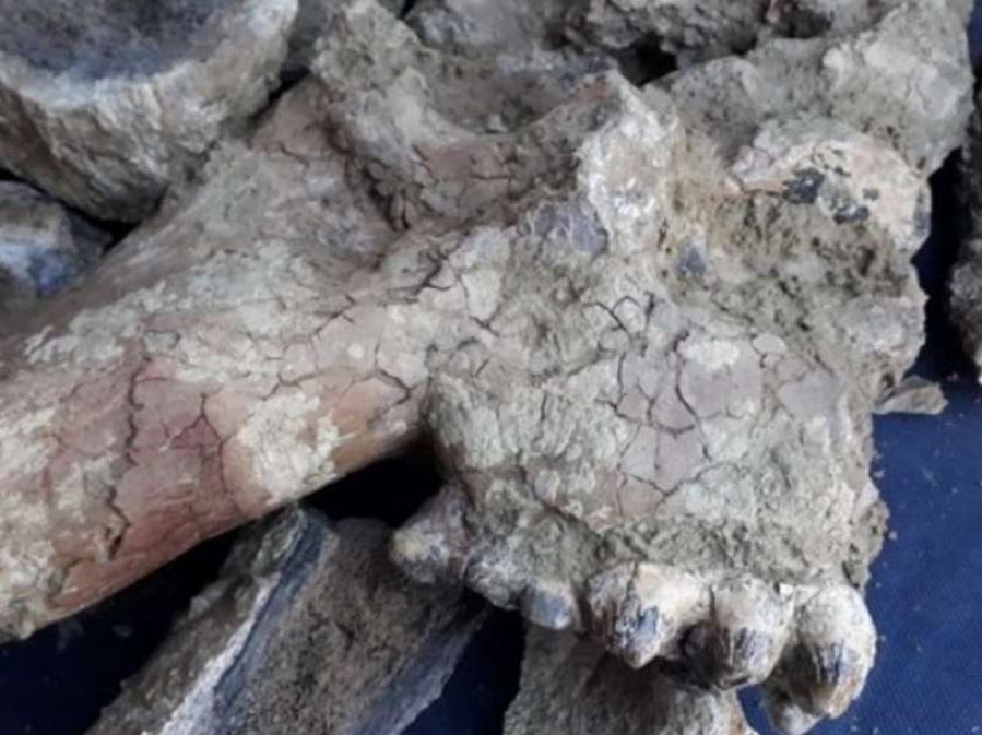 Vecino de Berisso encontró restos fósiles de mastodonte en cargamento de tierra