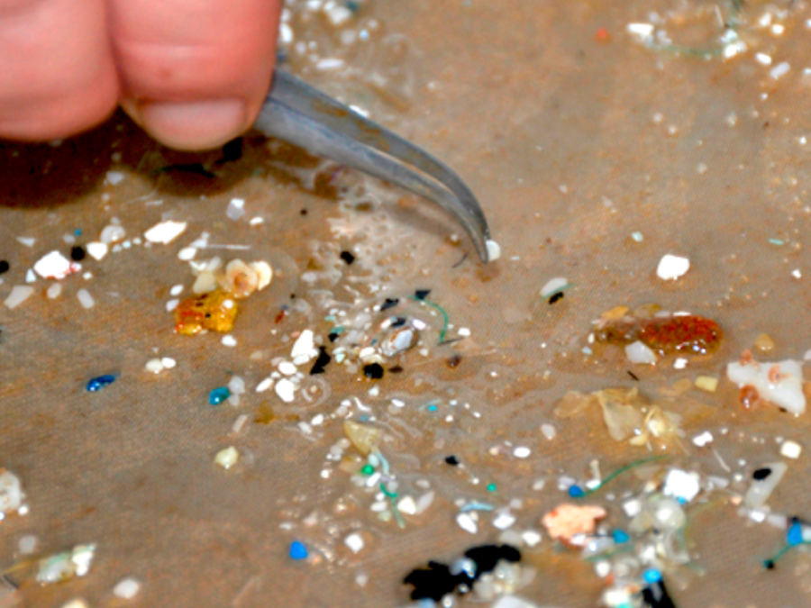 Ushuaia: Investigan la cantidad y tipo de microplásticos hallados en especies del Canal Beagle