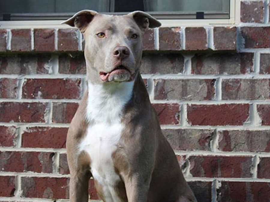 Tras el ataque mortal a un perro, vecinos protestarán en Gonnet 