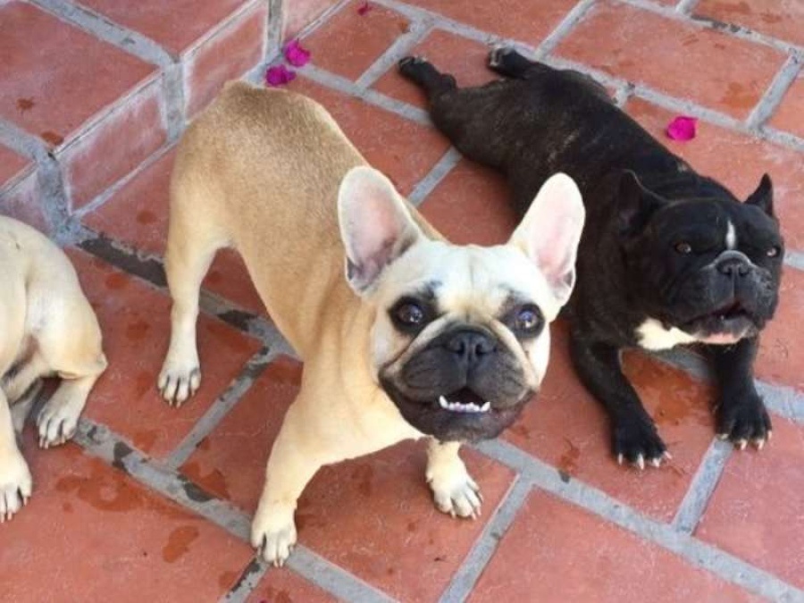 Una perra murió pero sus compañeros le siguen guardando la comida