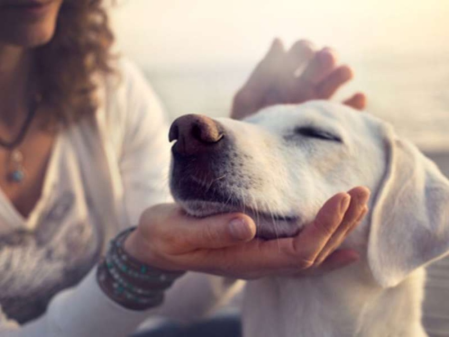 Tener un perro en casa puede ayudarte a tener un corazón ”sano” 