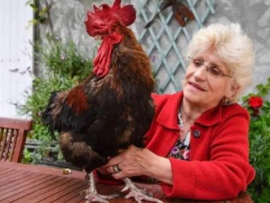 La mejor noticia: gallo francés ganó el juicio y podrá seguir cantando